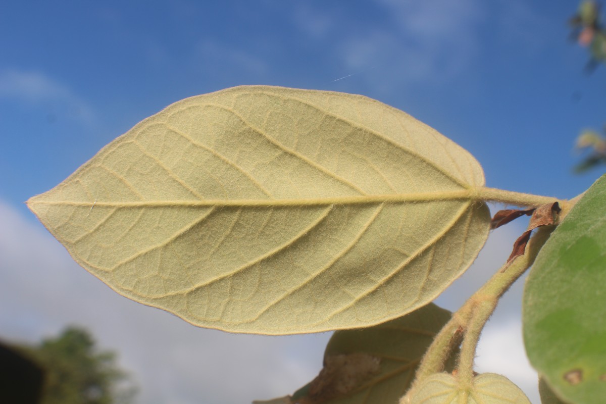 Ficus mollis Vahl